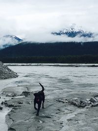 View of dog on landscape against cloudy sky