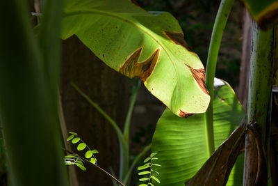 Close-up of green leaves on plant