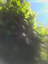 Low angle view of trees against sky