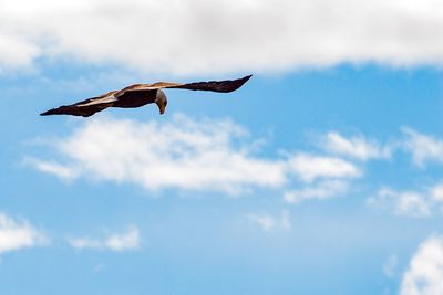 Low angle view of bird flying against sky