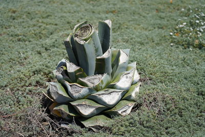 High angle view of succulent plant on field