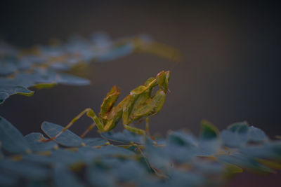 Close-up of insect on leaf