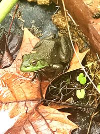 High angle view of frog on leaf