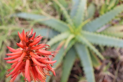 Close-up of red flowering plant