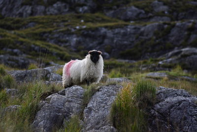Close-up of sheep standing on rock