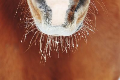 Close-up of a cat