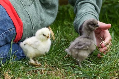 Young man holding a bird
