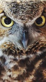 Close-up portrait of owl