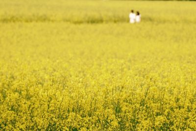 Scenic view of oilseed rape field