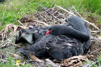 Close-up of pigeon on field