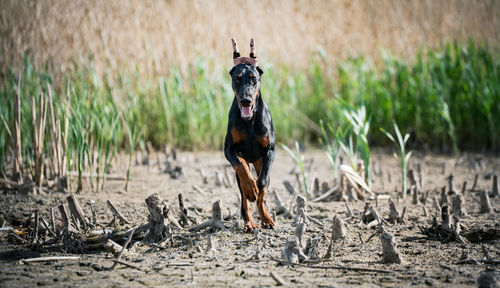 Dog running on field