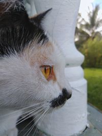 Close-up of cat looking away