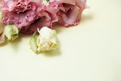 Close-up of roses against white background