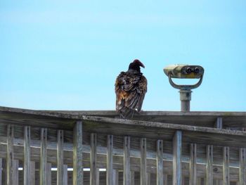 Low angle view of bird perching on built structure against clear sky