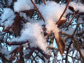 Close-up of frozen tree during winter