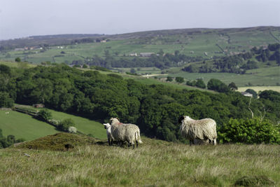 Sheep grazing on field