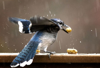 Close-up of bird perching on a feeder