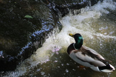 High angle view of mallard duck in lake