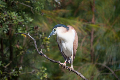 Close-up of gray heron perching on tree