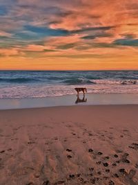 Dog on shore at beach during sunset