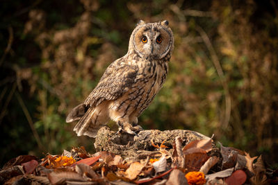 Long-eared owl on autumn leaves