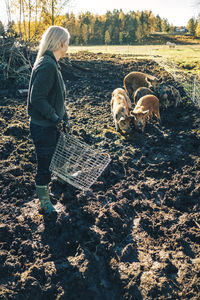 Full length of mature female farmer with basket looking at pigs grazing on organic farm