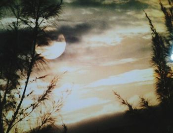 Low angle view of trees against cloudy sky