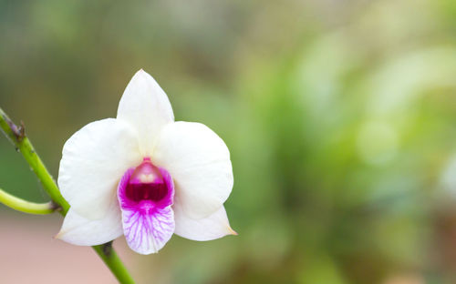 Close-up of pink rose flower