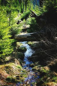 Full frame shot of trees