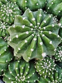 Full frame shot of wet plant