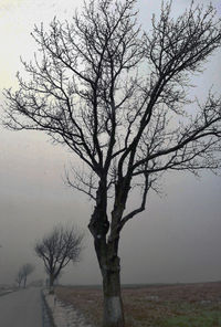 Bare tree by lake against sky during winter