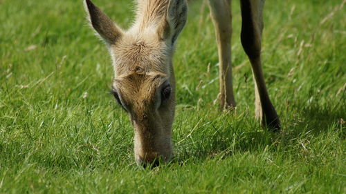 Close-up of giraffe on field against sky