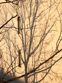 Low angle view of bare trees against sky
