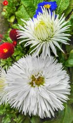 Close-up of white flower