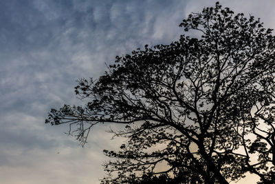 Low angle view of silhouette tree against sky