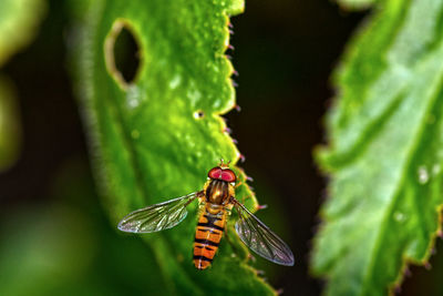 Close-up of butterfly on leaf