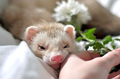 Close-up portrait of hand holding rabbit