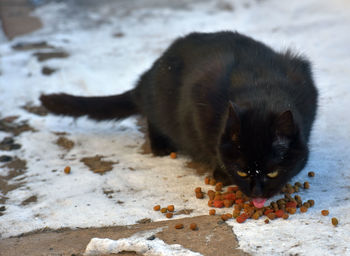 Close-up of a cat