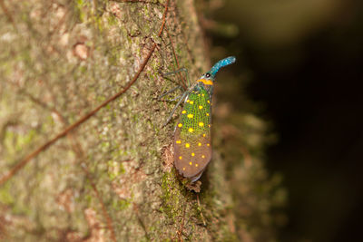 Bird perching on tree trunk