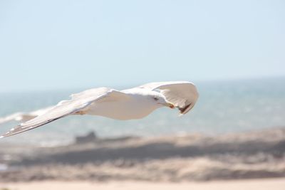 Seagull flying over sea against sky