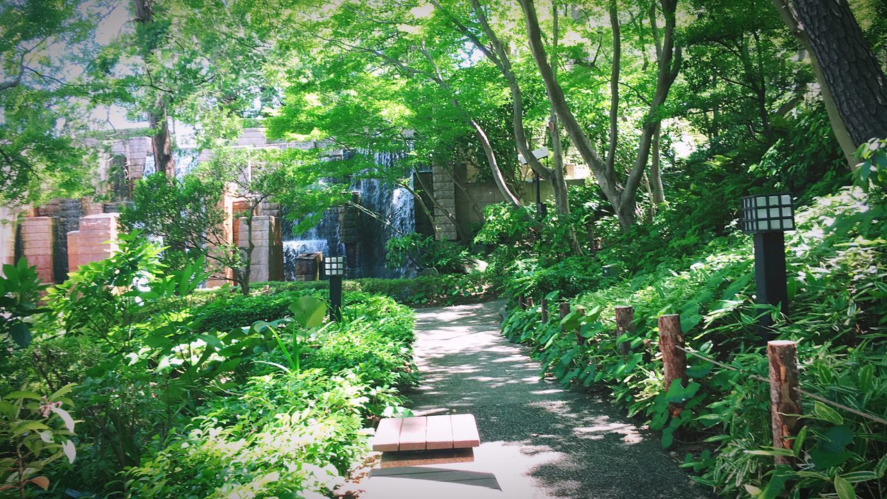 FOOTPATH AMIDST TREES AT PARK