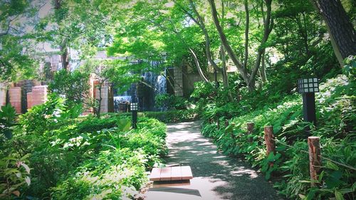 Footpath amidst trees in park