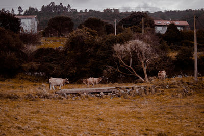 View of an animal on field