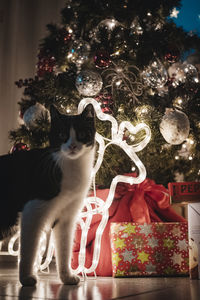Cat on illuminated christmas tree