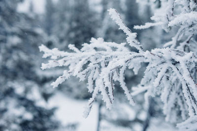 Close-up of snow covered branches