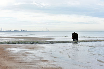 View of a horse on beach