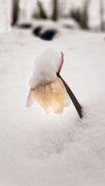 Close-up of frozen flower during winter