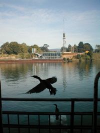 Birds on river by city against sky