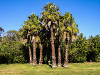 Trees on field against clear blue sky