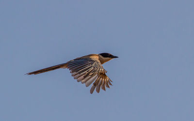 Low angle view of bird flying against clear sky